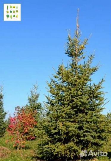 Крупномер ель