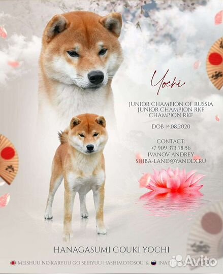 Сиба-ину. Кобель для вязок. Фото щенков в объявл