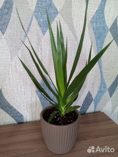 Пальма драцена