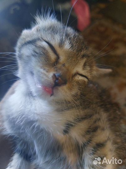 Подарю котёнка