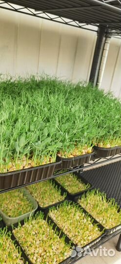 Микрозелень горошек, дайкон, горчица