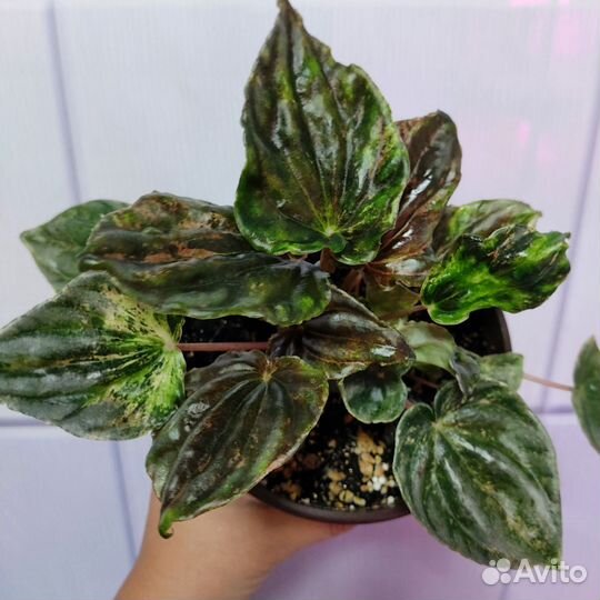 Пеперомия серебристо-серая вариегата,мендоза,бурбе