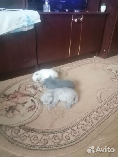 Шотландская