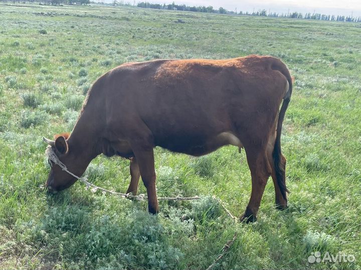 Телка стельная