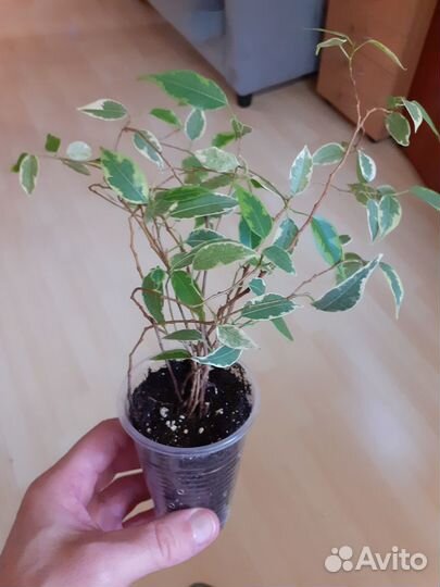 Фикус бенджамина пестролистный