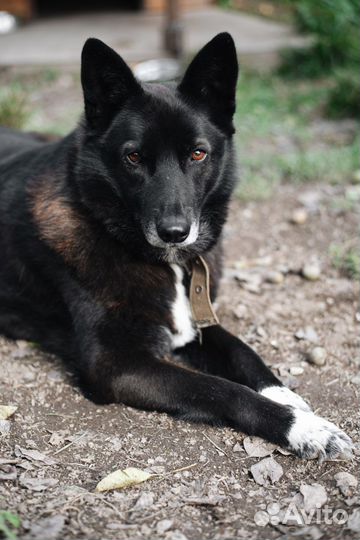 Собака в добрые руки