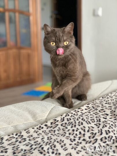 Молодая кошечка