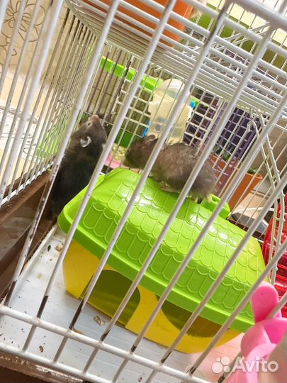 Серийские хомяки