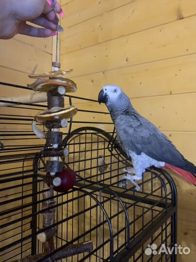 Игрушки для птиц и попугаев