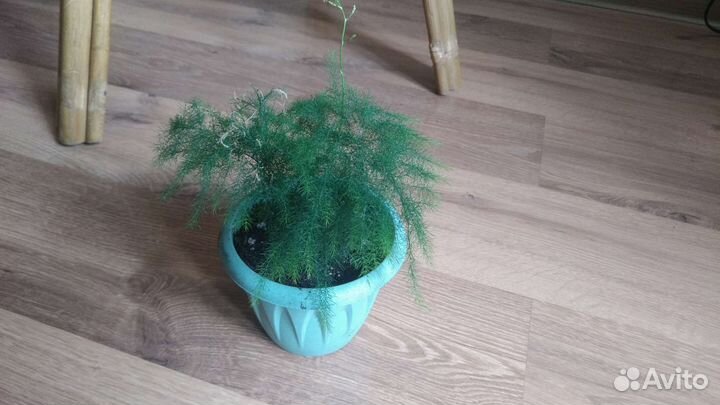 Много растений