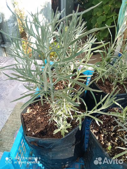 Саженцы Бессмертника Итальянского