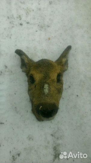 Чучело Косули