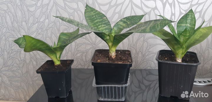 Сансевиерия