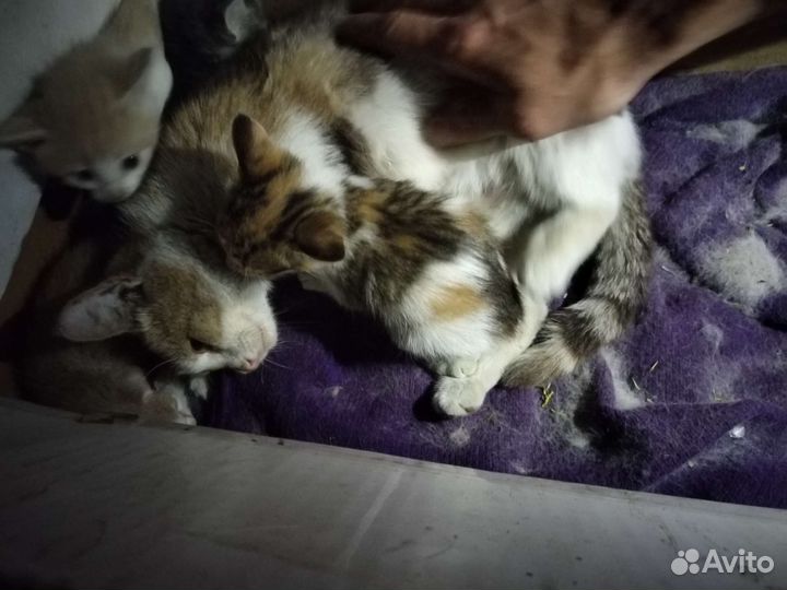 Никому не нужны