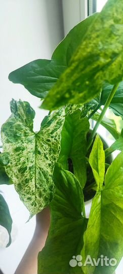 Сингониум моттлед мохито