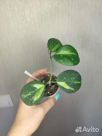 Хойи укорененные