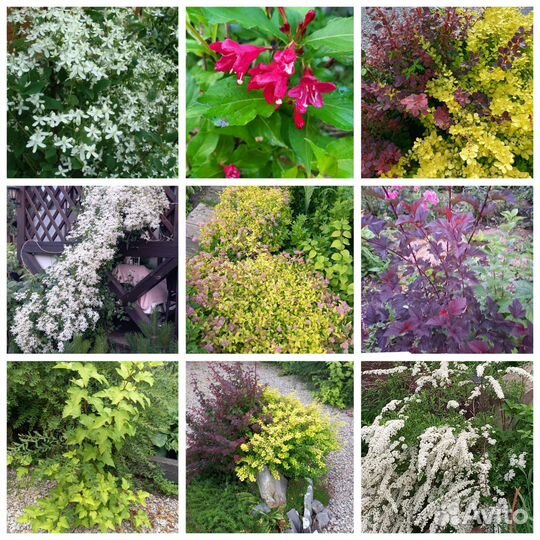 Декоративные кустарники, цветы многолетние