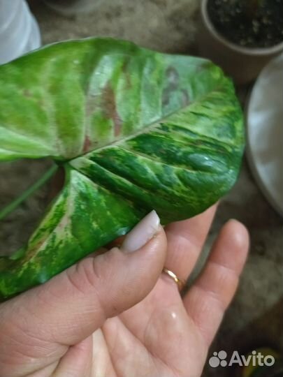 Сингониум Конфети - Триколор