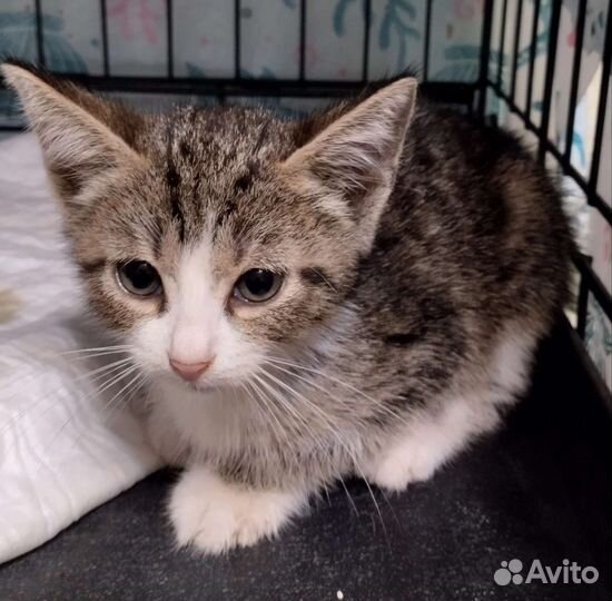 Котёнок-мальчик в добрые руки