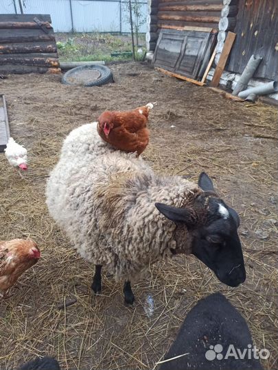 Баран живым весом