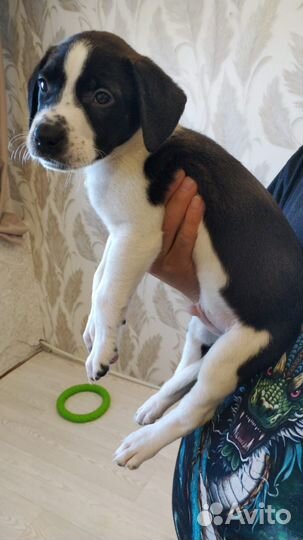 Стаффордширские щенки