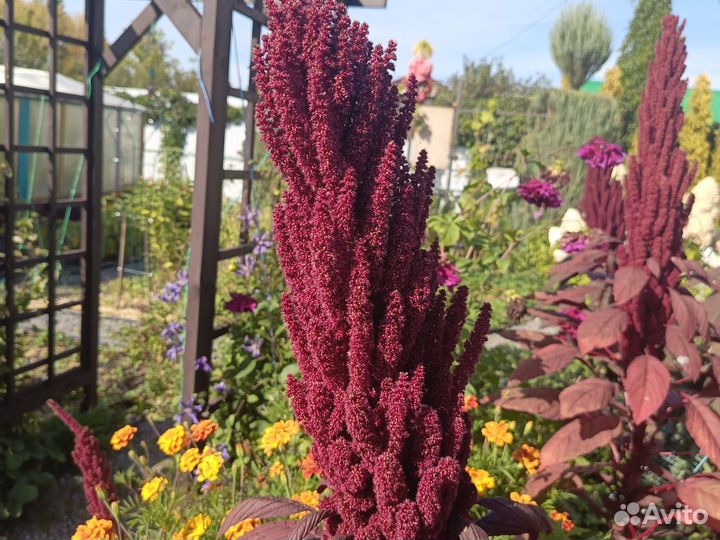 Семена амаранта