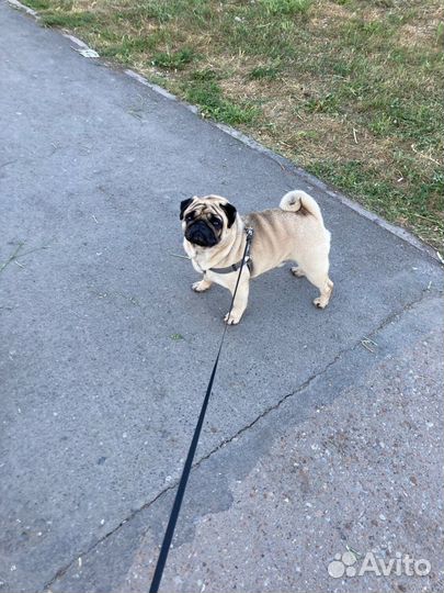 Вязка кобель Мопса