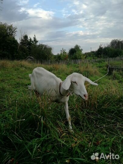 Коза заано-нубийская дойная молочная