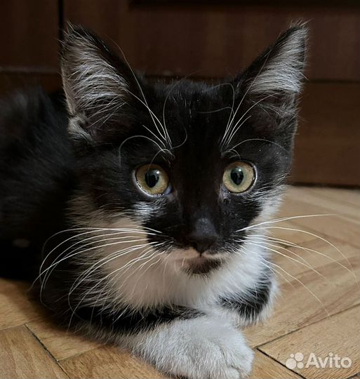 Котенок из хорошей семьи