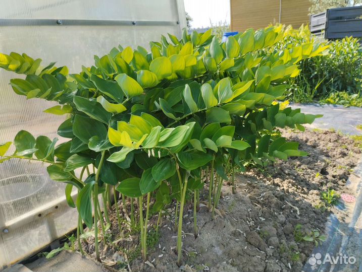 Цветы многолетние