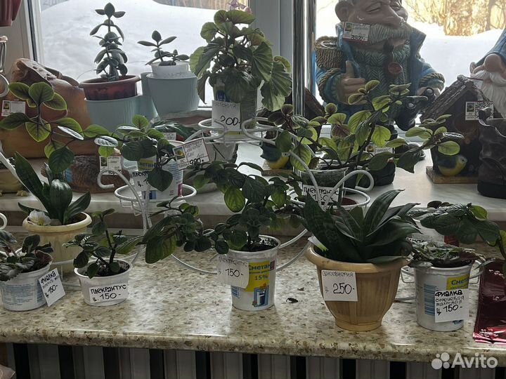 Цветы комнатные