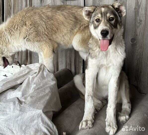 Среднеазиатская овчарка алабай