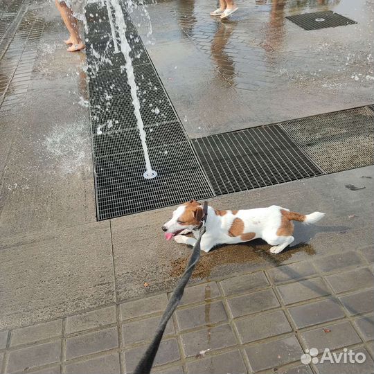 Передержка собак, кошек и грызунов