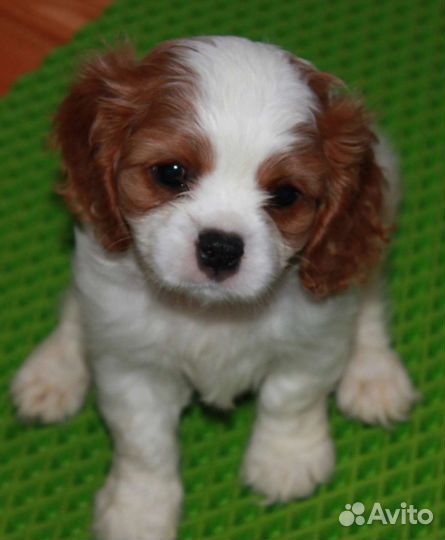 Кавалер Кинг чарльз спаниель щенок девочка