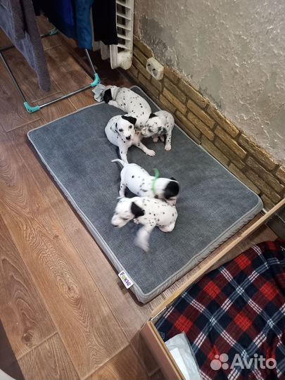 Щенки далматина