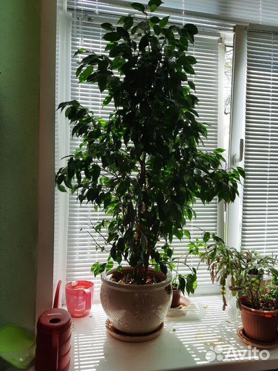 Фикус Бенджамина (Ficus benjamina)