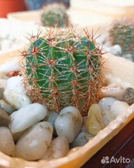 Цветы домашние в горшочках