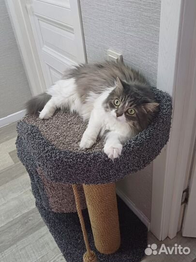 Изготовление когтеточек на заказ