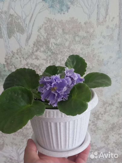 Фиалка сортовая