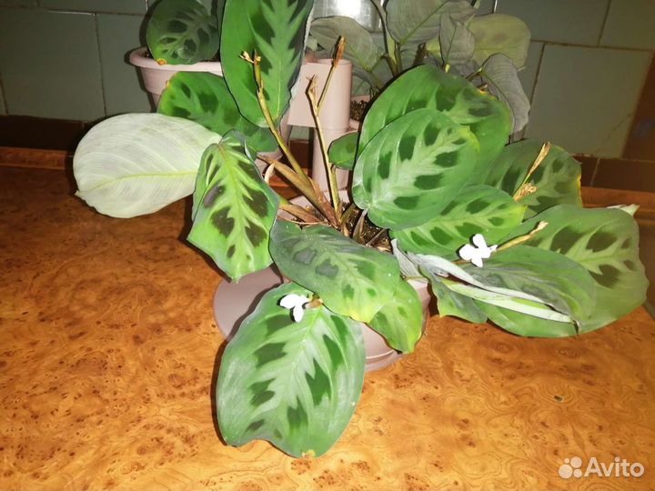 Комнатные цветы