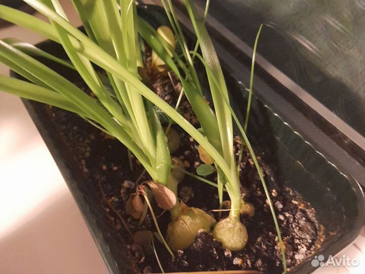 Индийский лук