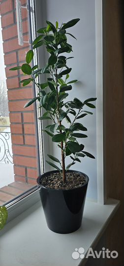 Фикус моклейм
