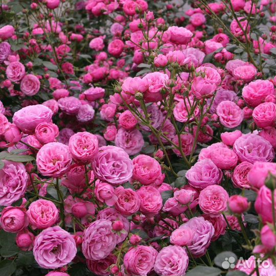 Роза Пампонелла