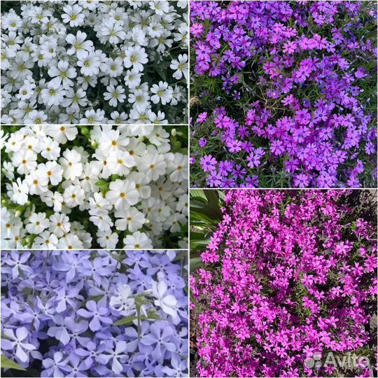 Почвопокровные растения многолетники