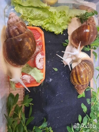 Улитки-малыши архахатины сп бенин альбино боди