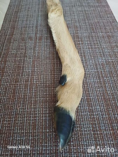 Нога косули