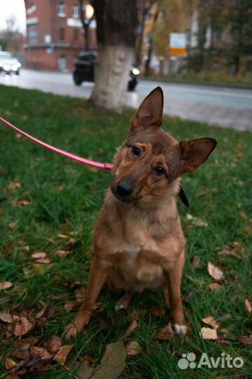 Собака Лиса