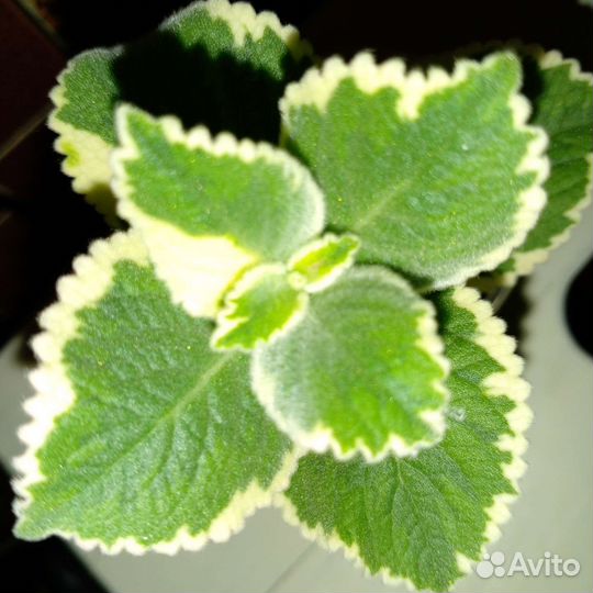 Плекрантус вариегатный