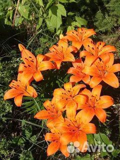 Сортовые лилии