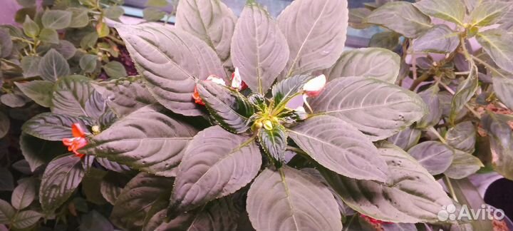 Бальзамин рыжий